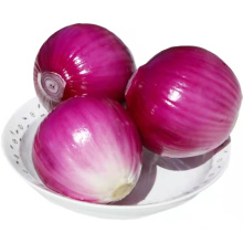 Fresh Red Purple Onion